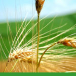 Consulenze Ambiente e Territorio