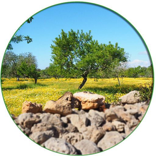 Consulenze OmniaAgroalimentare.it foto campo di ulivi