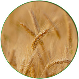 Servizi alle Aziende Agricole